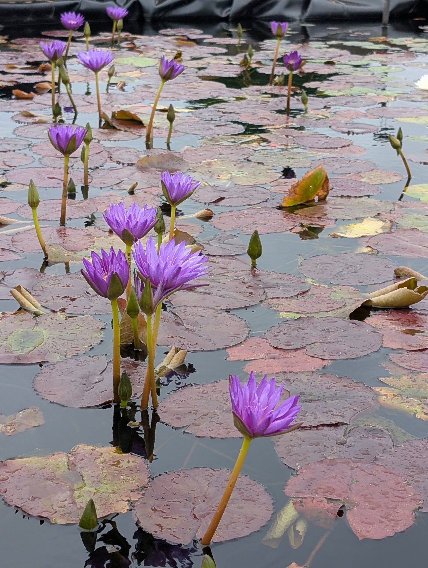 Ultra Violet Annual Water Lily - Pond Megastore