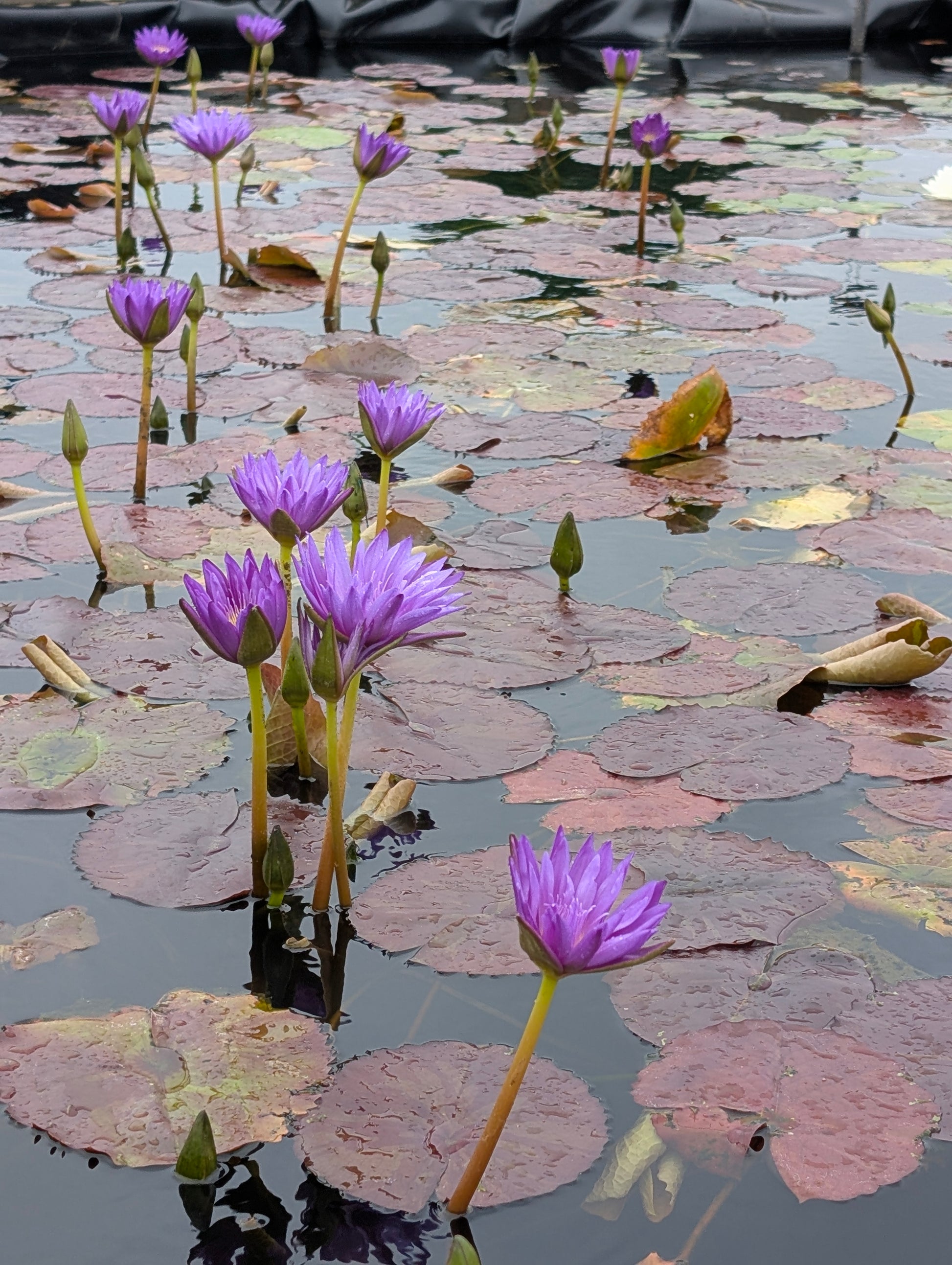 Ultra Violet Annual Water Lily - Pond Megastore