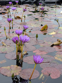 Ultra Violet Annual Water Lily - Pond Megastore