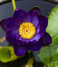 Jealous Annual Water Lily - Pond Megastore