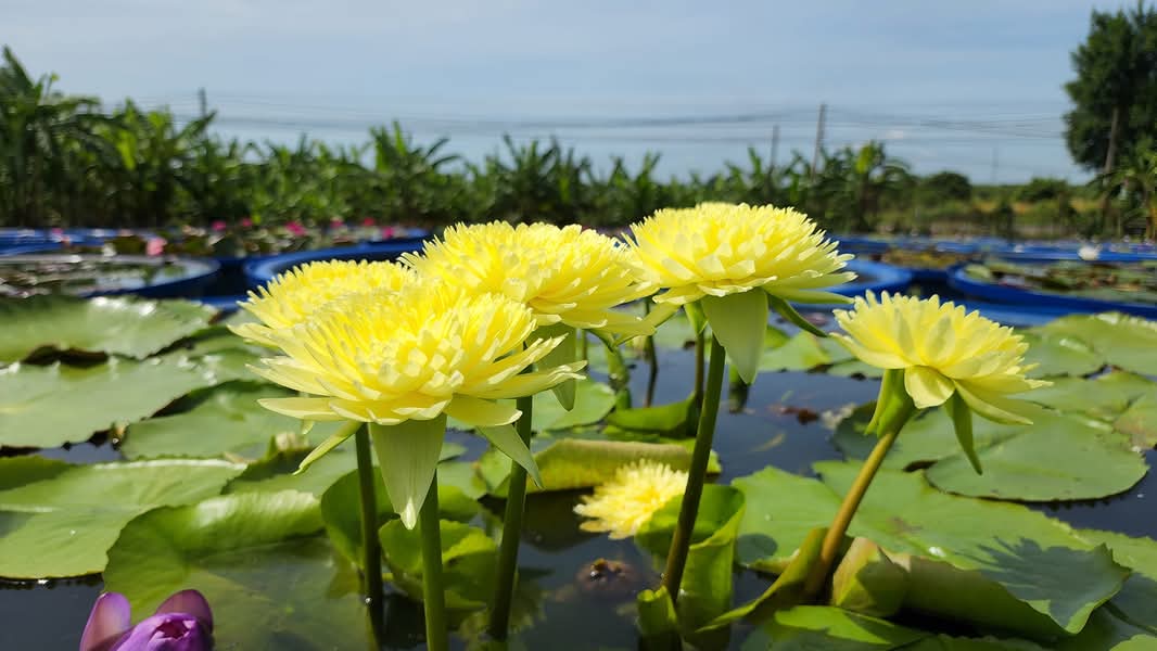 Sasimon Annual Water Lily - Pond Megastore
