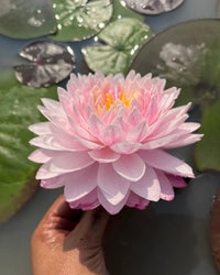 Loving You Hardy Water Lily - Pond Megastore