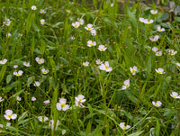 Pink Cups (NEW), Low growing Bog Plants - Pond Megastore