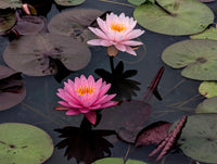 Fandai Hardy Water Lily