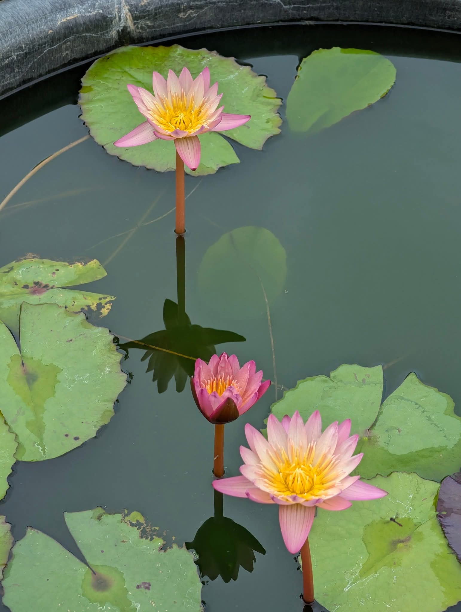 Mae Naeng Noi - Small Annual Water Lily - Pond Megastore