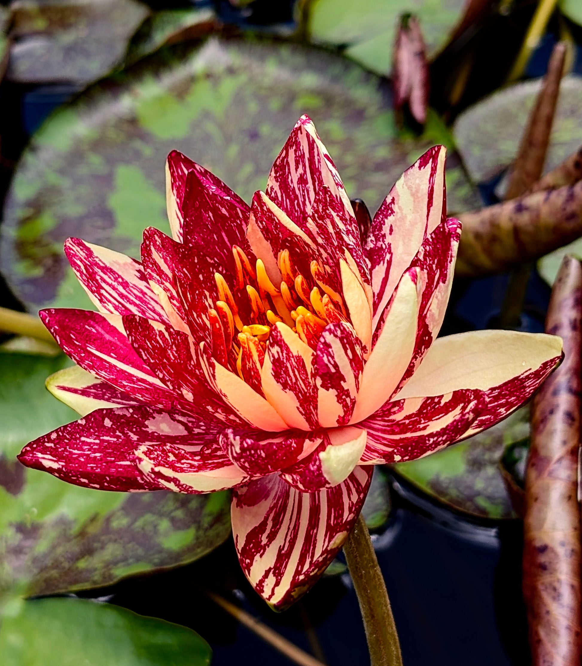Crimson Fire Water Lily for sale - Pond Megastore