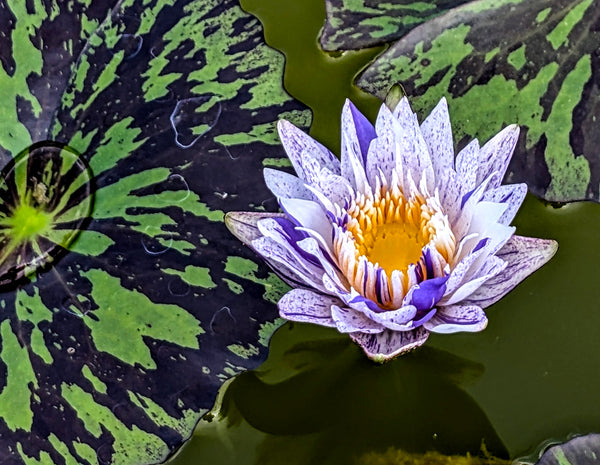 PIXIE DUST, WHITE & BLUE NEW WATERLILY