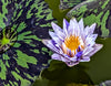 PIXIE DUST, WHITE & BLUE NEW WATERLILY