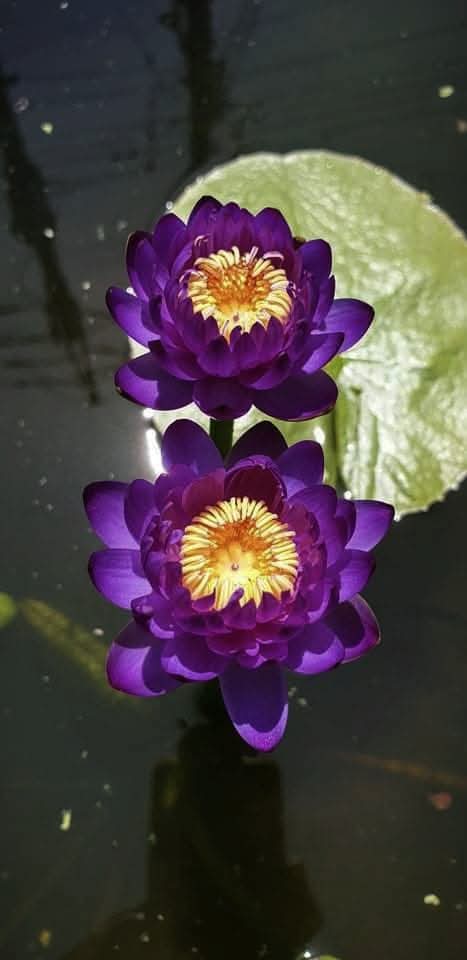 Jealous Annual Water Lily - Pond Megastore