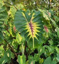 Light Pilla Taro Elephant Ear