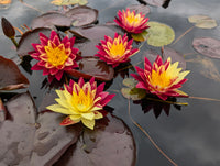 Ring of Fire New Hardy Water Lily! - Pond Megastore