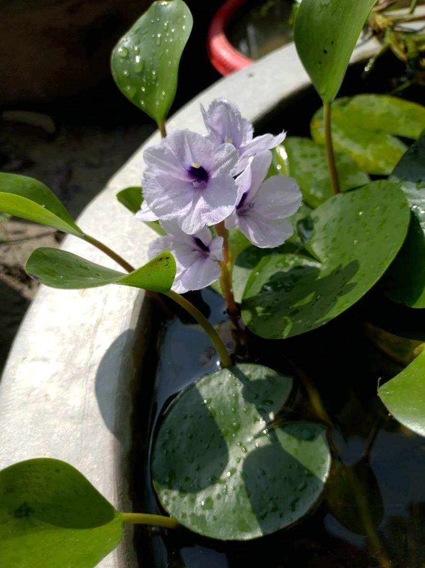 Azurea <br> Purple Water Callas - Pond Megastore