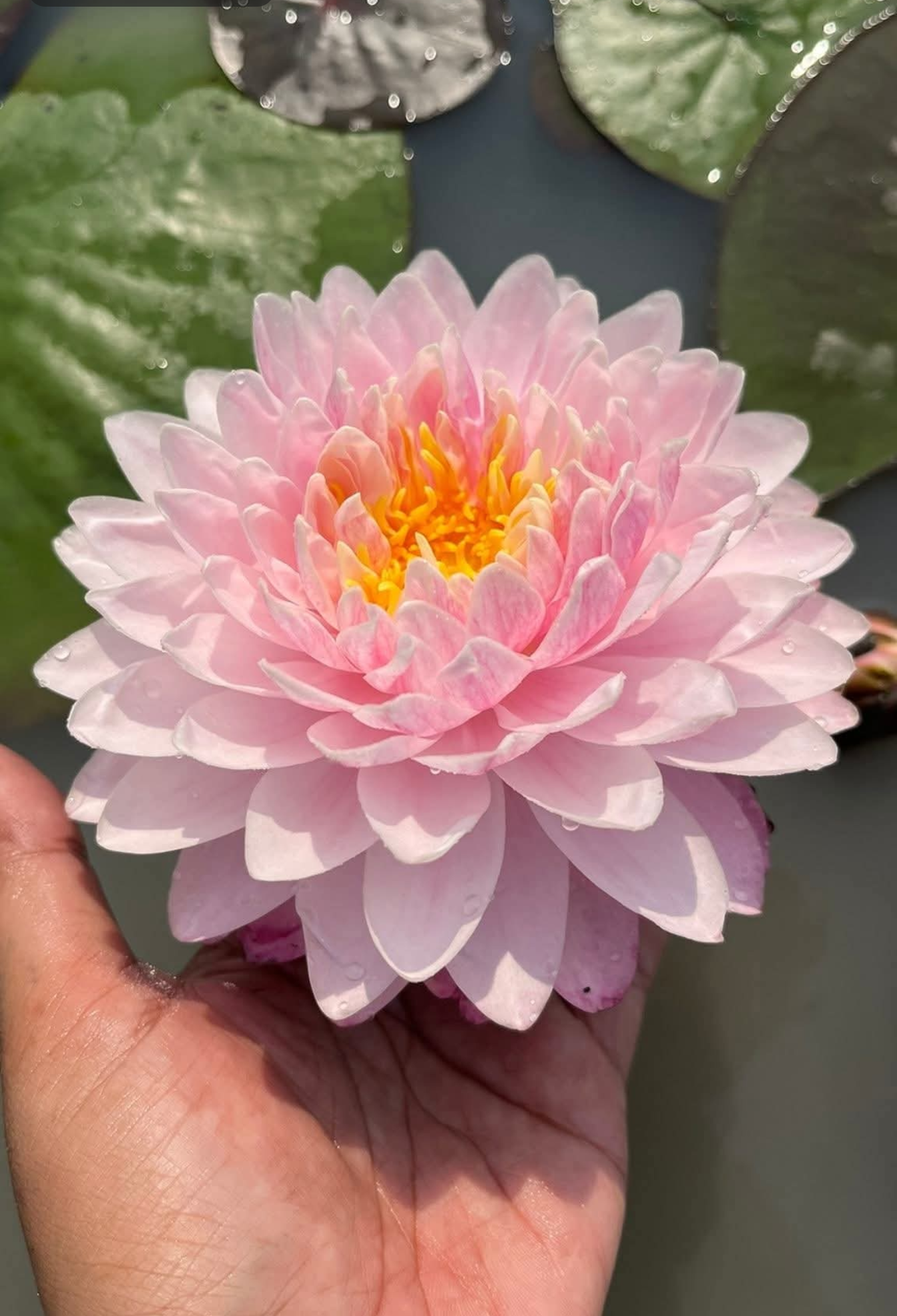 Loving You Hardy Water Lily - Pond Megastore