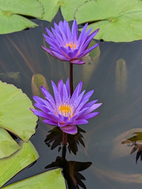 Blue Whistle Annual Water Lily