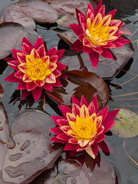 Ring of Fire New Hardy Water Lily! - Pond Megastore