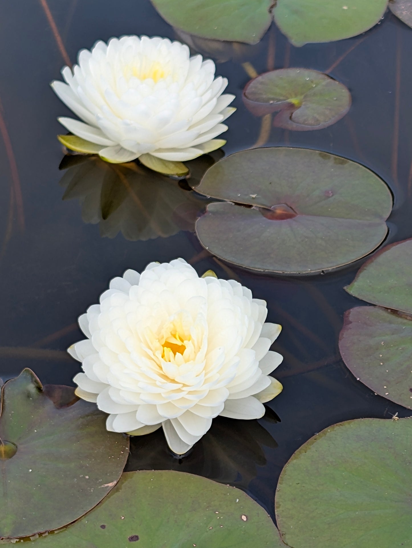 Mini Mali Small Hardy Water Lily - Pond Megastore