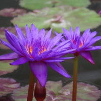 Ultra Violet Annual Water Lily - Pond Megastore