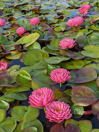 Grower Choice  Hardy Water Lilies - Pond Megastore
