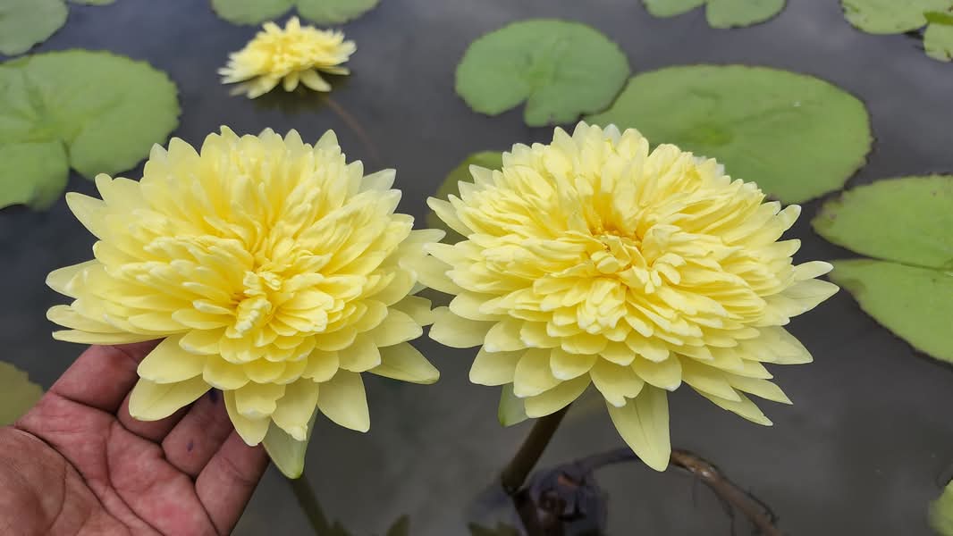 Sasimon Annual Water Lily - Pond Megastore
