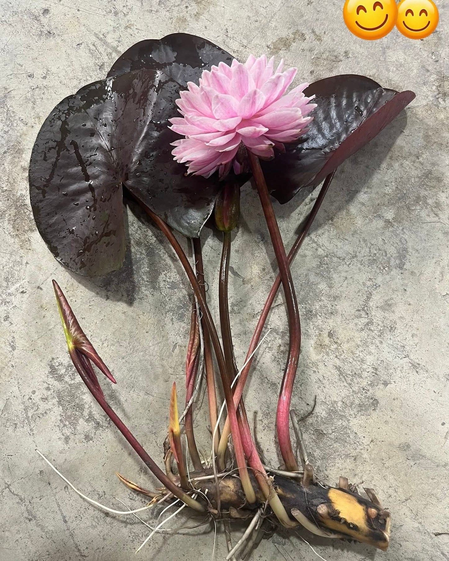 Grower Choice  Hardy Water Lilies