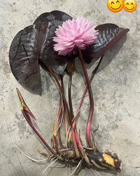 Grower Choice  Hardy Water Lilies