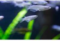 Medaka Platinum White Rice Fish - Pond Megastore