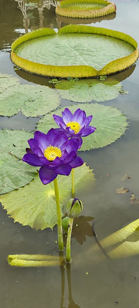 Jealous Annual Water Lily - Pond Megastore