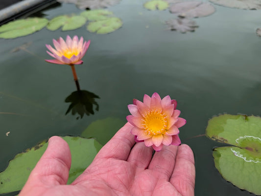 Mae Naeng Noi - Small Annual Water Lily - Pond Megastore