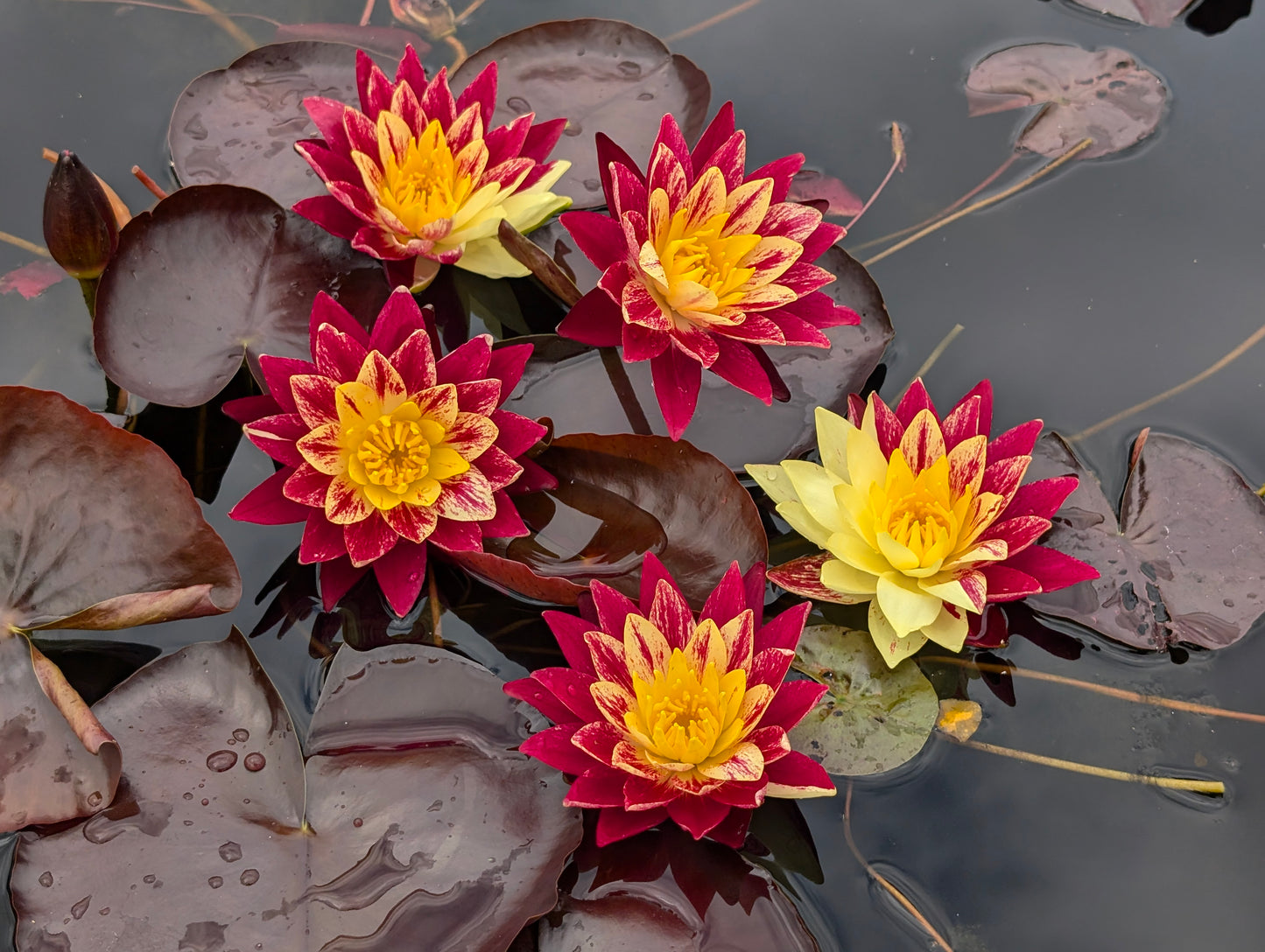 Ring of Fire New Hardy Water Lily! - Pond Megastore