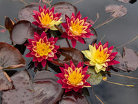 Ring of Fire New Hardy Water Lily! - Pond Megastore