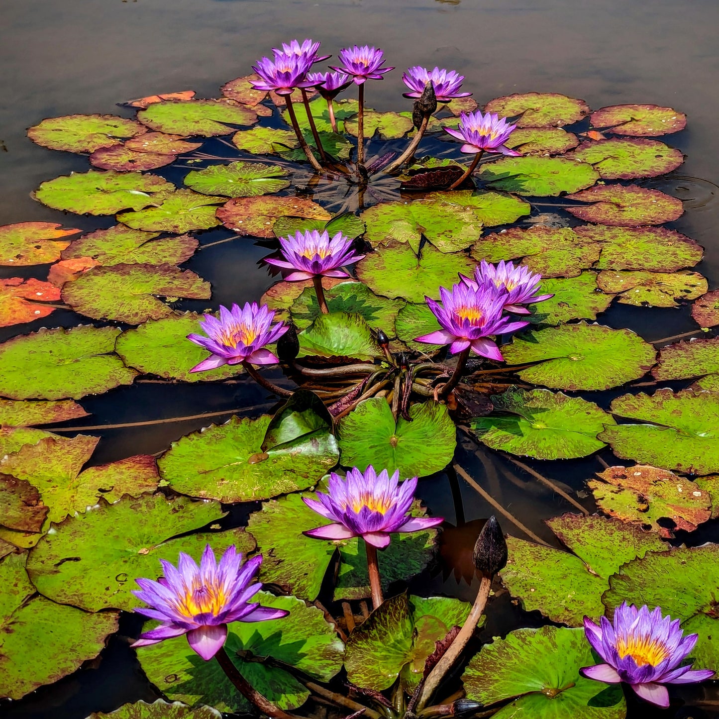 Lindsey Woods Annual Water Lily - Pond Megastore