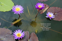 Ultra Violet Annual Water Lily - Pond Megastore