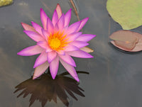 Luxor ISG  Hardy Water Lily - Pond Megastore