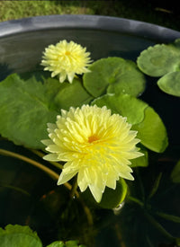 Sasimon Annual Water Lily - Pond Megastore