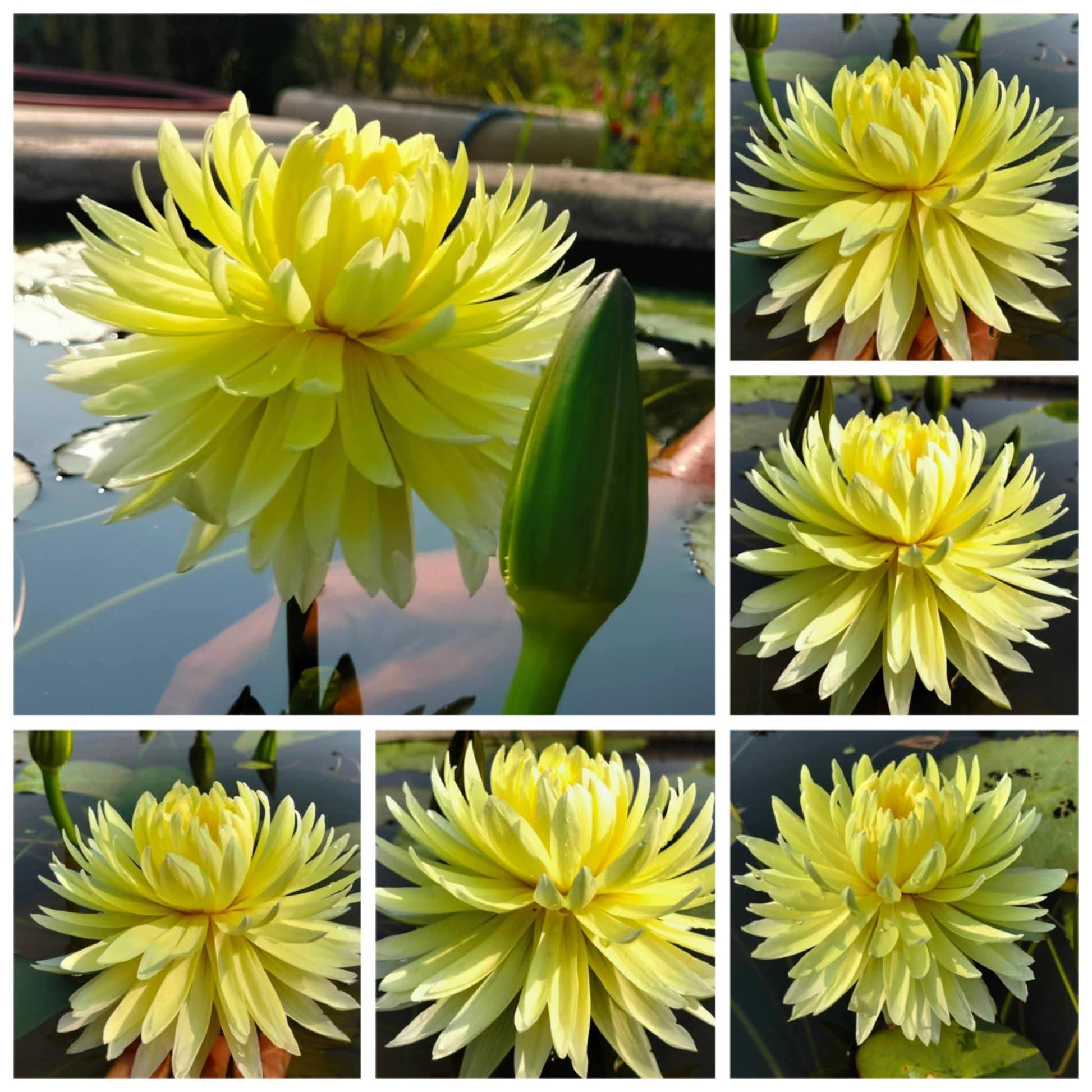 Yellow Pom Pom Annual Water Lily - Pond Megastore