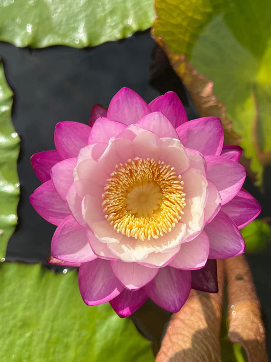 Pink Immutablis Annual Water Lily - Pond Megastore