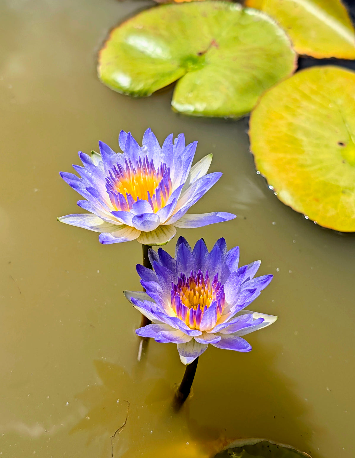 PlyFah Annual Water Lily