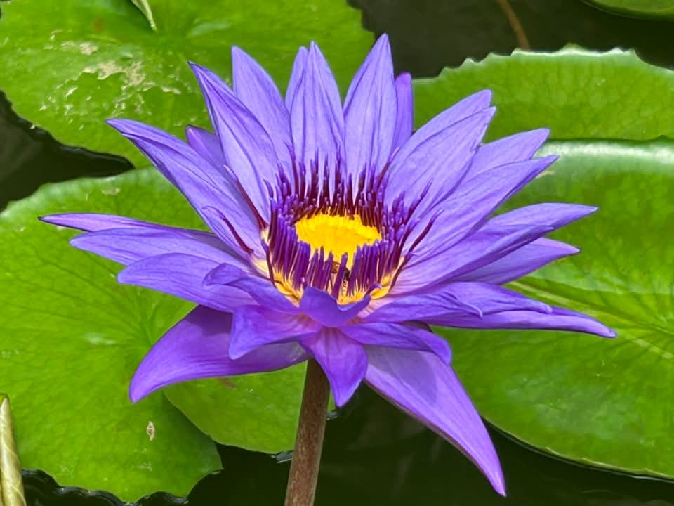 Director Moore Annual Water Lily - Pond Megastore