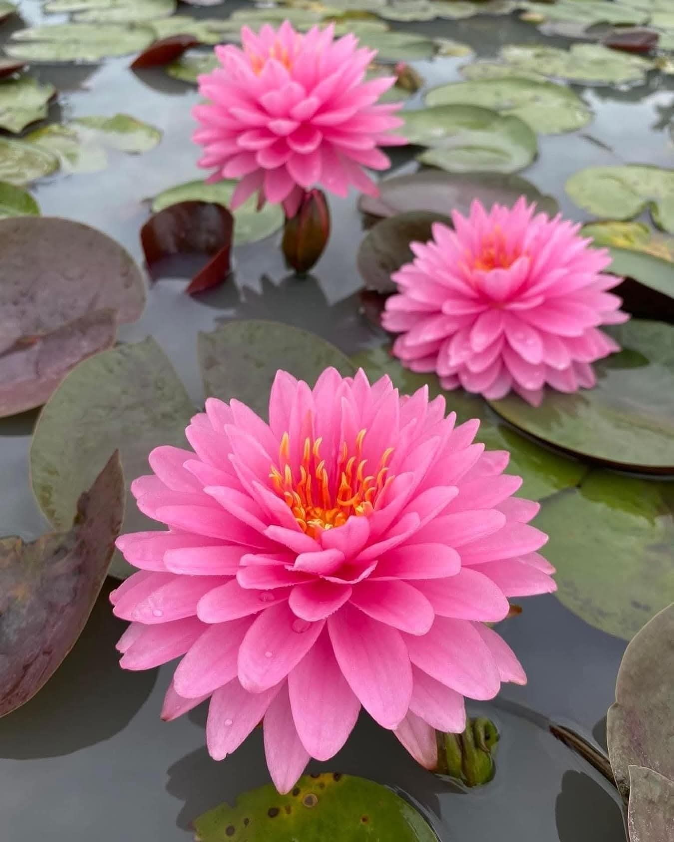 Wimolrat  Hardy Water Lily - Pond Megastore
