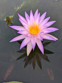 Luxor ISG  Hardy Water Lily - Pond Megastore