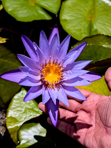 Teri Dunn Waterlily <br> Medium-Large, Day Bloomer