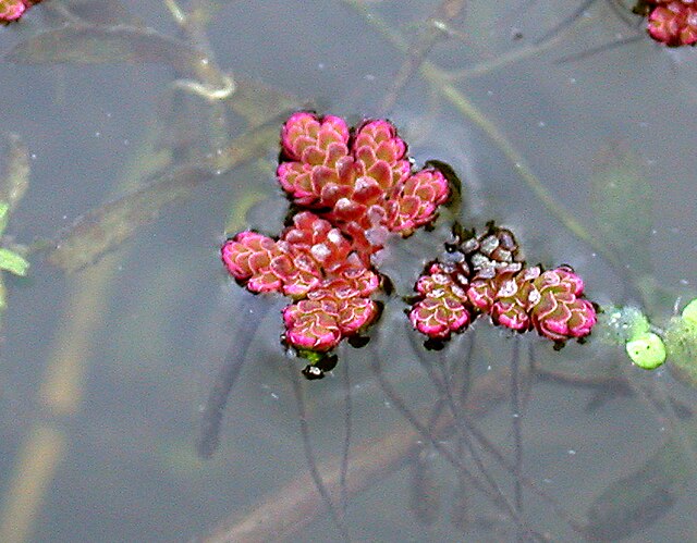 Azolla Caroliniana, Fairy Moss<br> Sold by weight 4oz, Ships April - September - Pond Megastore