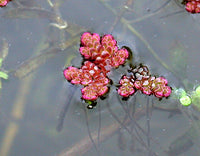Azolla Caroliniana, Fairy Moss<br> Sold by weight 4oz, Ships April - September - Pond Megastore