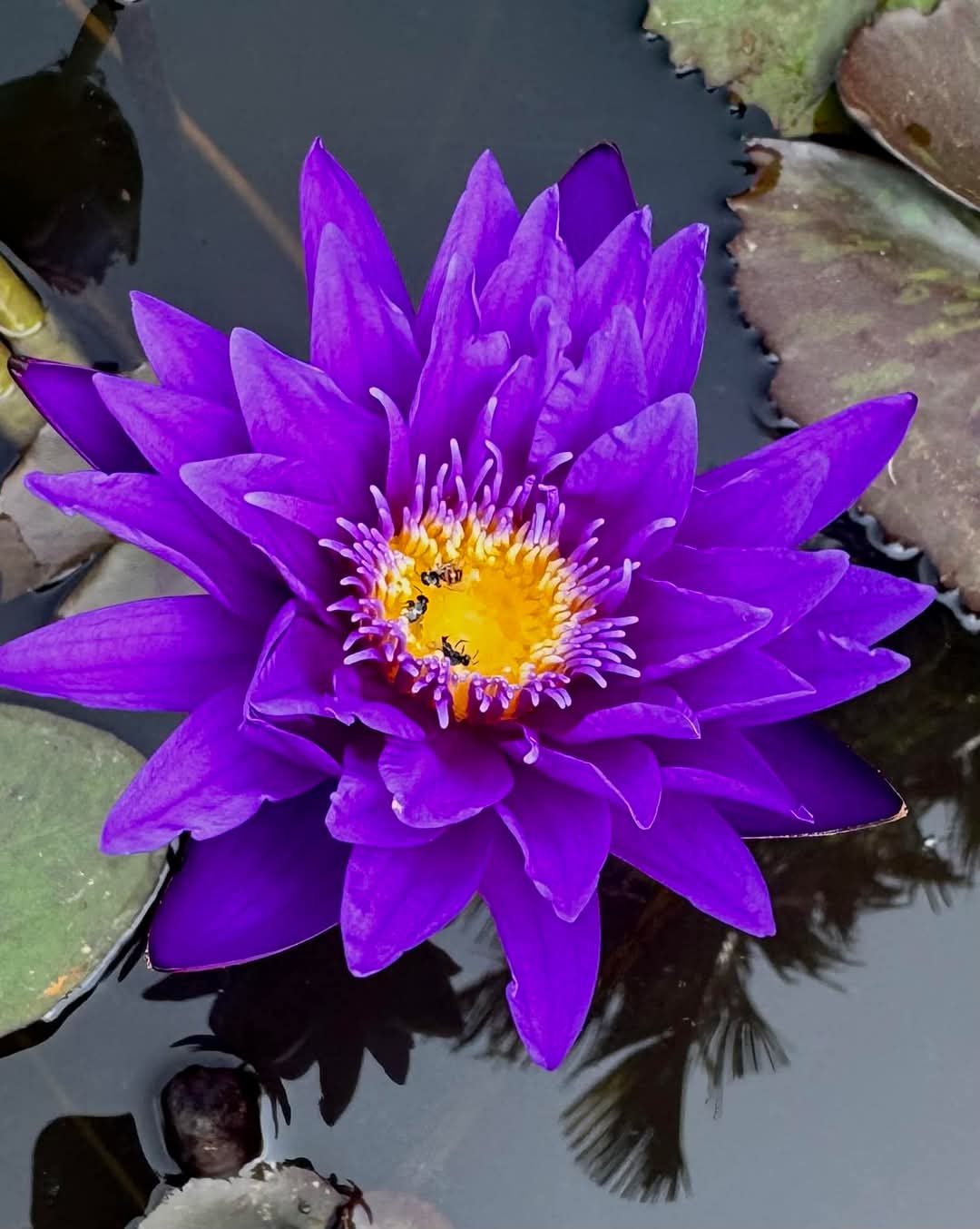 Nymphaea Ultra Violet, Water Lily Deep Purple Hybrid– Pond Megastore