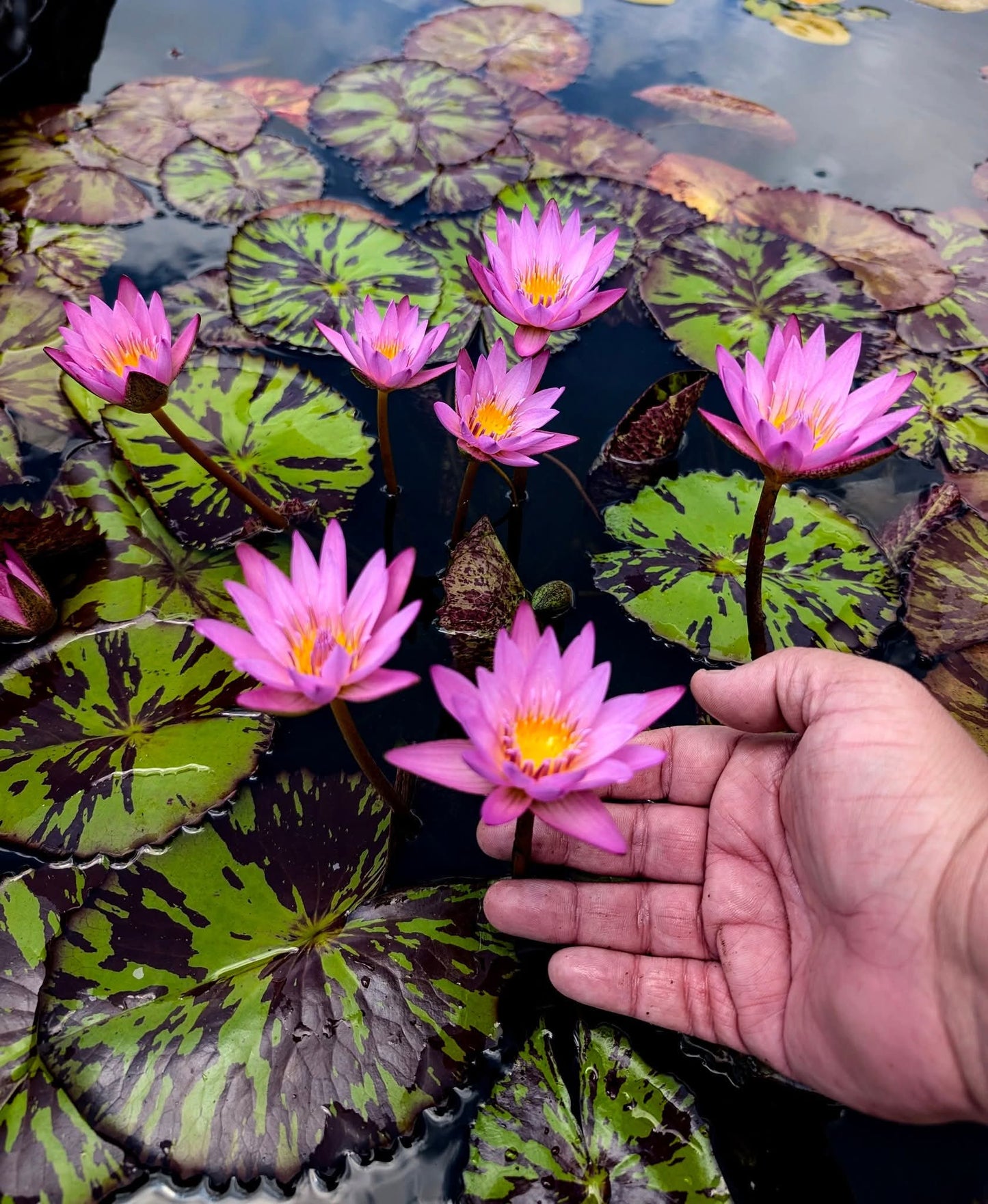 Prannatee Annual Water Lily - Pond Megastore