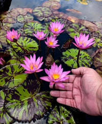 Prannatee Annual Water Lily - Pond Megastore