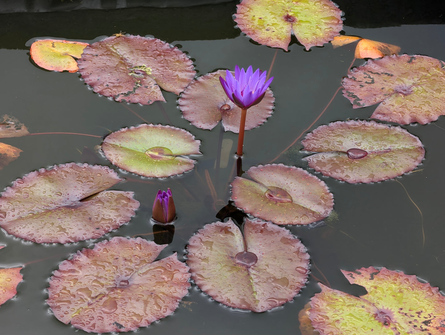 Nin Natee Annual Water Lily