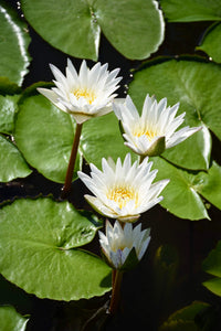 White Lotus of Thailand Annual Water Lily - Pond Megastore