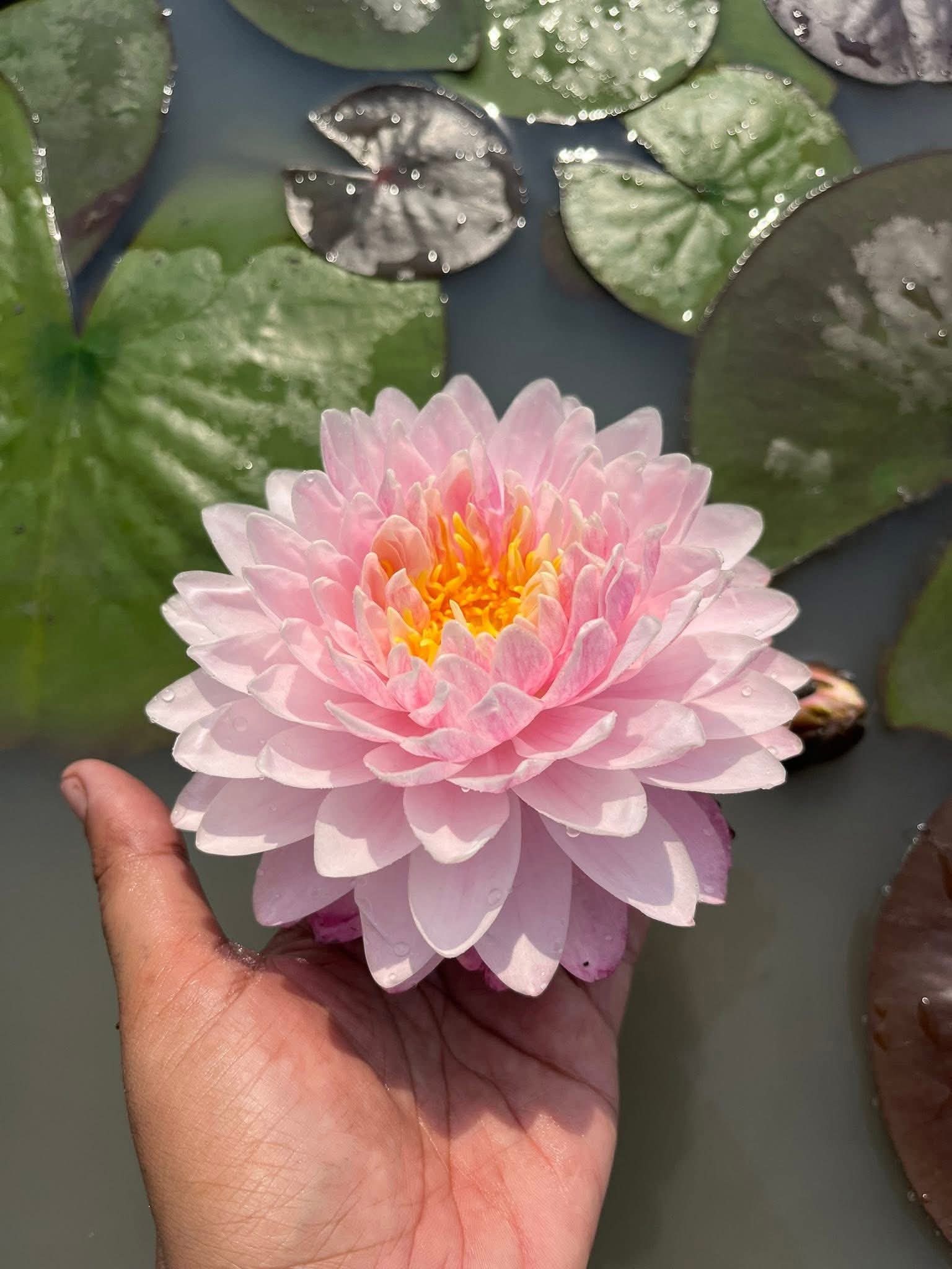 Loving You Hardy Water Lily - Pond Megastore