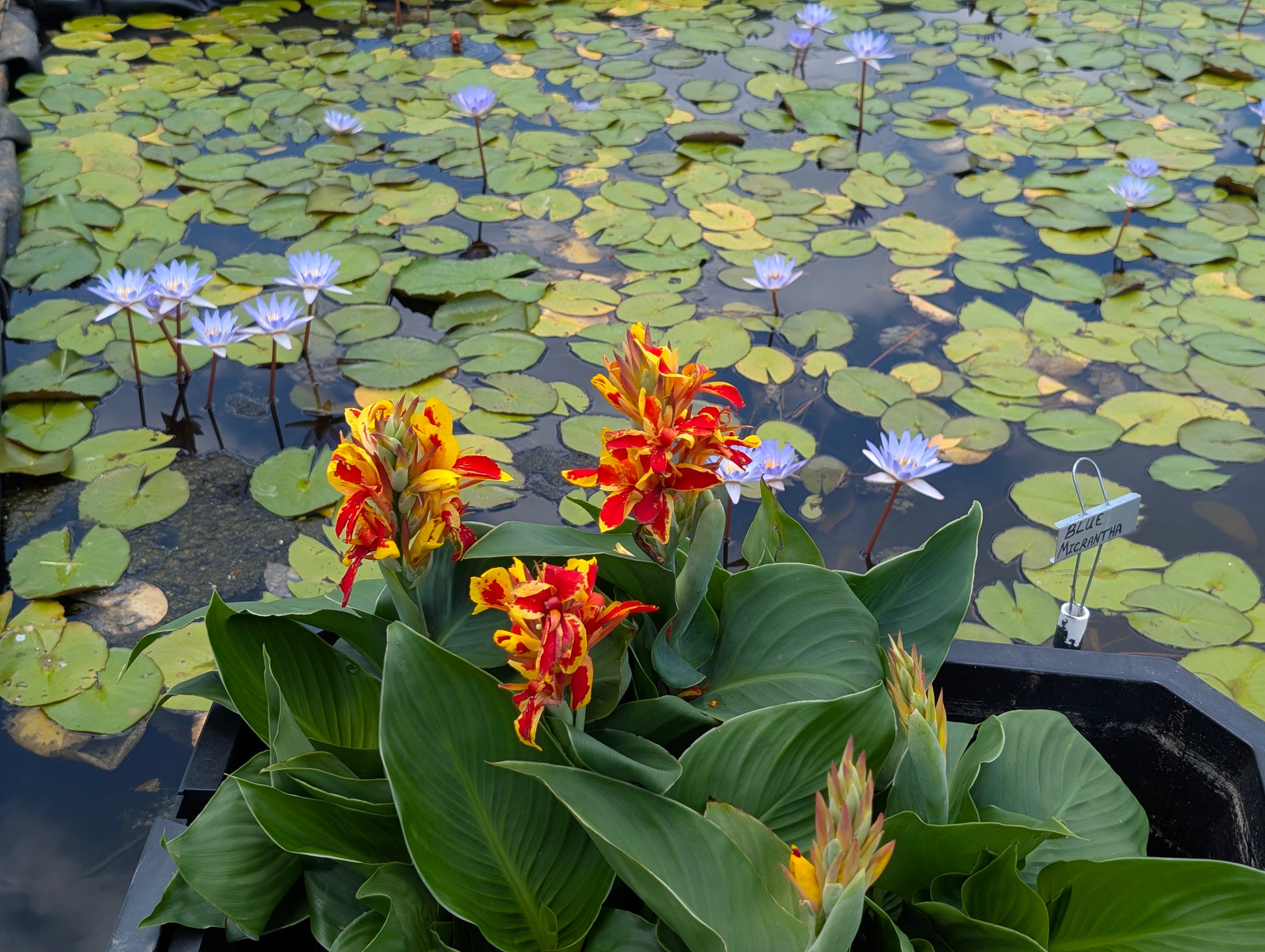 Fire Brigade Aquatic Canna - Pond Megastore